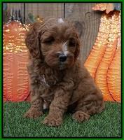 Elllie Tucker pups 6 wks old 201