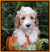 Ellie Mae Tucker pups 5 wks old 151