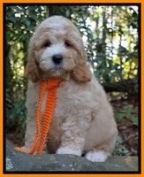 Ellie Mae Tucker pups 8 wks old 311