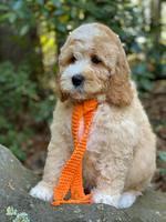 Ellie Mae Tucker pups 8 wks old 341