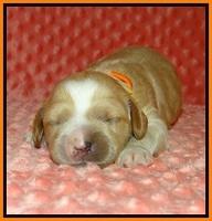 Ellie Tucker pups 1 wk old 161