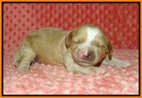 Ellie Tucker pups 1 wk old 171