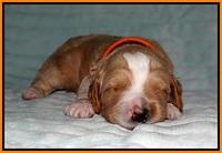 Ellie Tucker pups 2 wk old 191