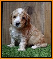 Ellie Tucker pups 4 wks old 22100