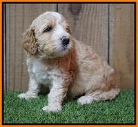 Ellie Tucker pups 4 wks old 23100