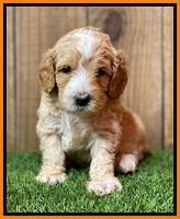 Ellie Tucker pups 4 wks old 24100
