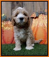 Elllie Tucker pups 6 wks old 231