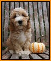 Elllie Tucker pups 7 wks old 191