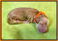 Orange boy