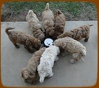 EB pups 7 wks group