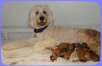 EB pups newborn 1