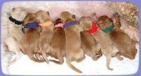 EB pups newborn 2