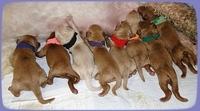 EB pups newborn 4