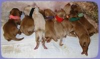 EB pups newborn 6