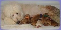 EB pups newborn 7