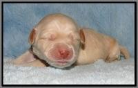 EB pups 1 wk old 19