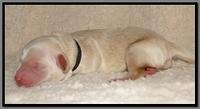 EB pups 2 days old 12