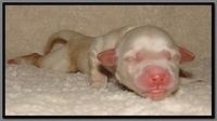 EB pups 2 days old 13