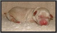EB pups 2 days old 14