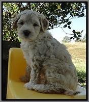 EB pups 6 wks old 29