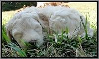 EB pups 6 wks old 47