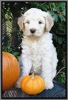 EB pups 7 wks old 22