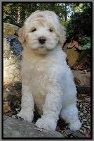 EB pups 8 wks old 6