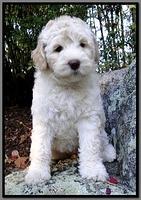 EB pups 8 wks old 7