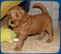 EB 4.5 wks old barn 2