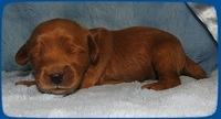 EB pups 1 wk old 5