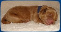 EB pups 2 days old 2