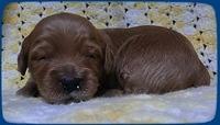 EB pups 2 wks old 2