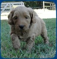 EB pups 5 wks old 37