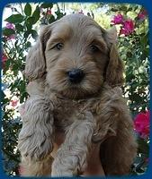EB pups 6 wks old 2