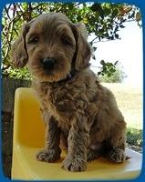 EB pups 6 wks old 60 (2)