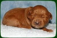 EB pups 1 wk old 17