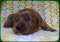 EB pups 2 wks old 22