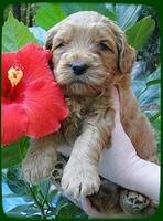 EB pups 4 wks old 29