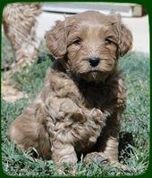 EB pups 5 wks old 51