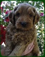 EB pups 6 wks old 19