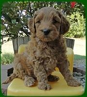 EB pups 6 wks old 25