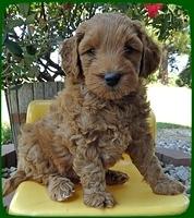 EB pups 6 wks old 26
