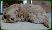 EB pups 6 wks old 46