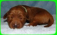 EB pups 1 wk old 11
