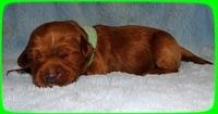 EB pups 1 wk old 34