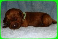 EB pups 1 wk old 35