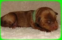 EB pups 2 days old 23
