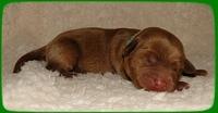 EB pups 2 days old 24