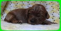 EB pups 2 wks old 13