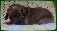 EB pups 2 wks old 15